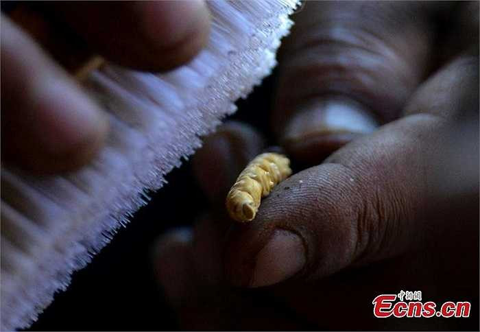 Một người bán đang cẩn trọng lau chùi loài thảo dược quý hơn cả vàng trên đường phố Lhasa. Nhu cầu với đông trùng hạ thảo luôn cao, nên giá của chúng đôi khi được đẩy lên trời. Loại thượng hạng có lúc được bán với giá 300.000 tệ (hơn 1 tỷ đồng). 