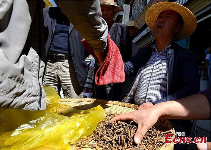 Trên nhiều con phố ở thành phố Lhasa, đều có thể dễ dàng bắt gặp cảnh tượng người ta mua bán đông trùng hạ thảo. Ước tính mỗi năm, triệu người Trung Quốc chi hơn 11 tỷ USD để sở hữu loại thảo dược giúp nâng cao sinh lý nam giới. 