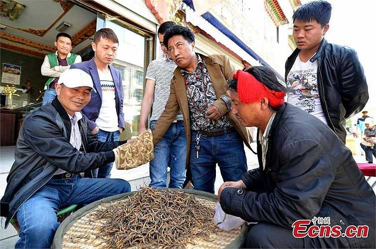 Người mua đang kiểm tra chất lượng đông trùng hạ thảo được rao bán trên đường phố Lhasa. Theo thống kê, trong vòng 10 năm qua, giá của đông trùng hạ thảo đã tăng gấp 10 lần. 