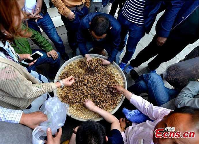 Không thể phủ nhận việc khai thác và buôn bán đông trùng hạ thảo đã đem lại nguồn thu nhập đáng kể cho nhiều người dân khu vực Tây Tạng. Tuy nhiên, nó cũng để lại hậu quả nghiêm trọng đối với đất dai và hệ sinh thái nơi đây. 