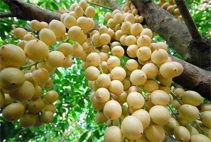 Các giống dâu da xanh, dâu bòn bon đang là thế mạnh của một số nhà vườn miền Tây. Loại quả nông sản này màu sắc rất đẹp, vị thanh mát nên nhanh chóng được nhiều người ưa thích. Bình quân mỗi cây dâu cho trái từ 200-300kg, cá biệt có cây lên 500 kg. 