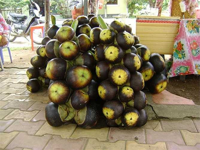 Thốt nốt miền Tây trái to như trái dừa xiêm, bên trong có nhân (cơm) màu trắng trong như cơm dừa nước, có ít nước ngọt và mát. Đây là loại cây mang lại thu nhập ổn định cho người dân, nhờ bán thốt nốt hoặc nước giải khát lấy từ cuống hoa của loài cây họ cau này. 