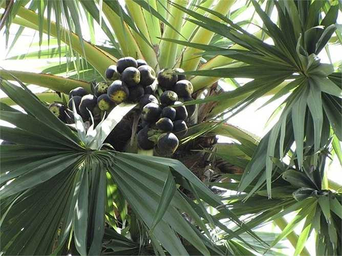 Thốt nốt vùng biên có giá 30.000-40.000 đồng/chục. 