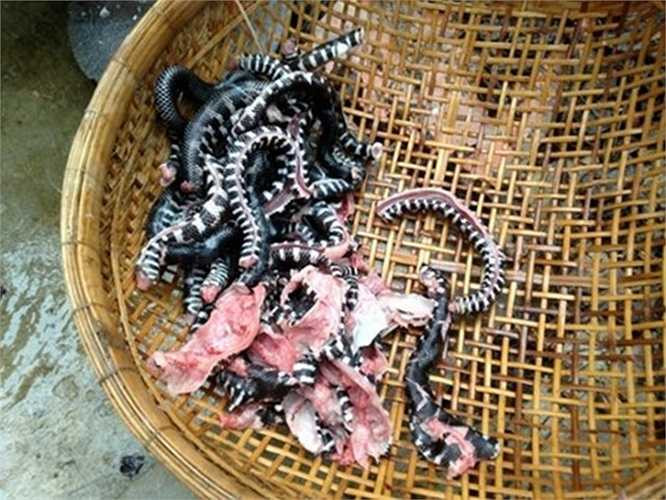 Từ lâu, khô rắn là món đặc sản nổi tiếng của miền Tây. Các lò chế biến khô rắn ở An Giang nức tiếng khắp các vùng vì chế biến khô rắn ngon, thu lời 'khủng'. Giá mỗi kg khô rắn dao động từ 300.000 - 350.000 đồng. 