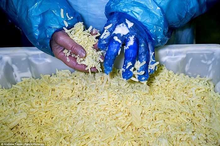 Một tay đeo găng, một tay trần đang sục sạo trong pho mát bào sẵn