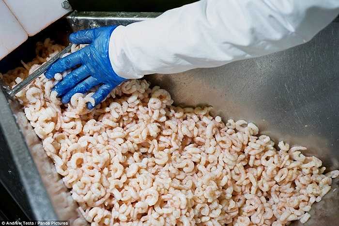 Các công nhân ở đây làm việc 8-12 tiếng/ngày với mức lương 6,5 bảng Anh/giờ, nghỉ 45 phút buổi trưa