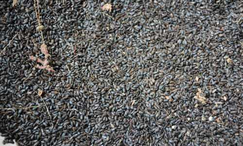 Kinh hãi bầy bọ lạ 'tấn công' nhà dân ở Phú Yên