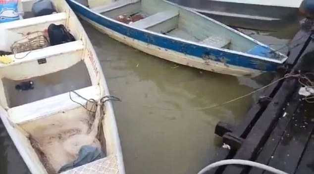 Kinh hãi cảnh cá ăn thịt người Piranha xâu xé miếng thịt