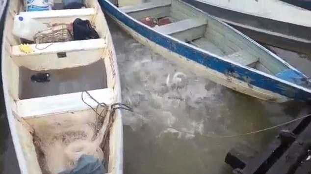 Kinh hãi cảnh cá ăn thịt người Piranha xâu xé miếng thịt