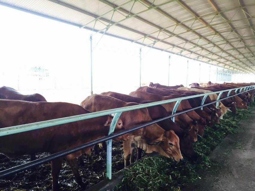 Trang trại bò của bầu Đức tại Attapeu, Lào (Ảnh: Hà Linh)