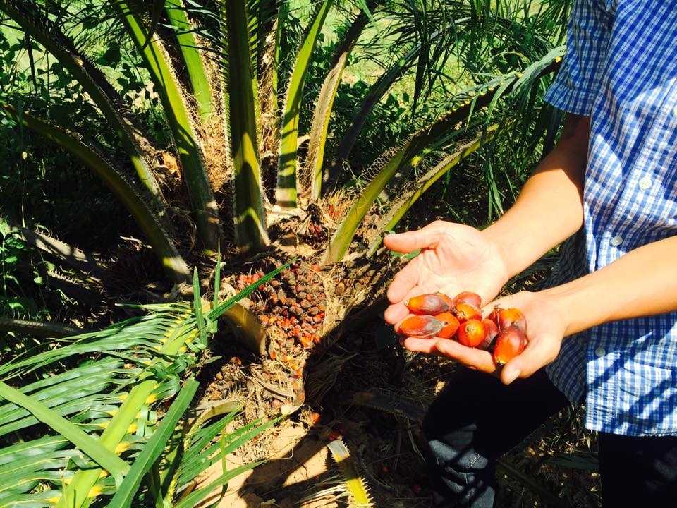 Dự án trồng cọ của Hoàng Anh Gia Lai tại Lào đã cho thu hoạch (Ảnh: Hà Linh)