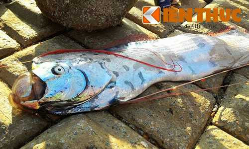 Cá 'lạ' dài 3 mét dạt vào bãi biển Hà Tĩnh