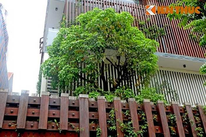 Dây leo lên hàng rào và lam chắn nắng, cây xanh được trồng trong sân, tạo cảnh quan đẹp mắt, giải nhiệt cho biệt thự ngày nắng nóng.