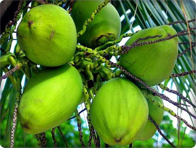 Những người này thường cơ thể hơi yếu, da xanh tái, bắp thịt mềm nhão, chân tay hay lạnh, ăn uống khó tiêu, chậm tiêu, dễ bị tiêu chảy...