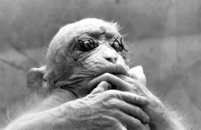 8 cuộc thí nghiệm 'vô nhân tính' nhất trong lịch sử nhân loại