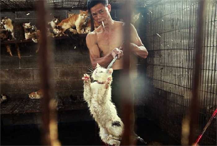 Hàng ngàn chó mèo đã bị bắt trộm để tập trung phục vụ cho lễ hội thịt chó mèo