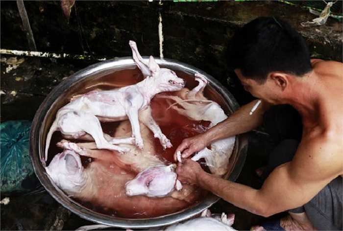 Những bức ảnh do một nhà bảo vệ động vật của HSI (Tổ chức xã hội nhân đạo thế giới) chụp lại ở thành phố Ngọc Lâm, Trung Quốc
