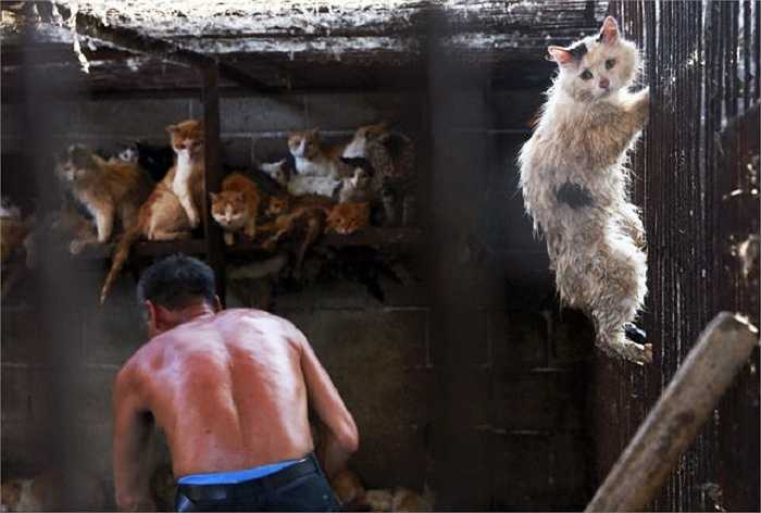 Những con mèo bị nhốt trong lồng chuẩn bị làm thịt