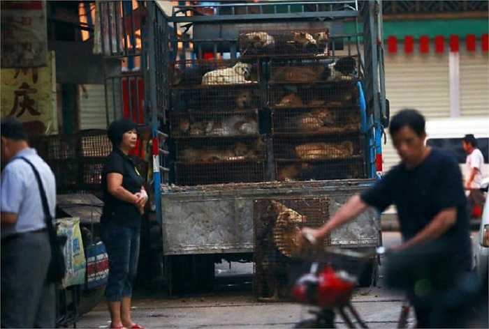 Lái buôn từ khắp các vùng tập trung cung cấp động vật sống cho các đầu mối tại thành phố Ngọc Lâm