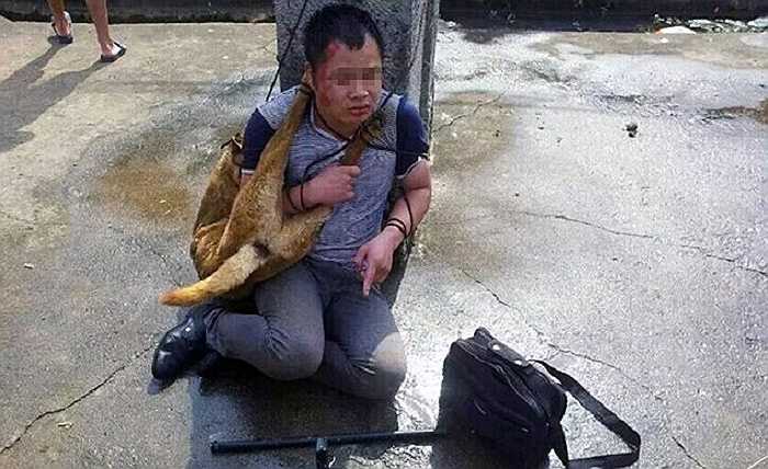 Hàng ngàn chó mèo cũng đã bị bắt trộm để tập trung phục vụ cho lễ hội này. Mới đây, hai tên trộm chó bị bắt quả tang