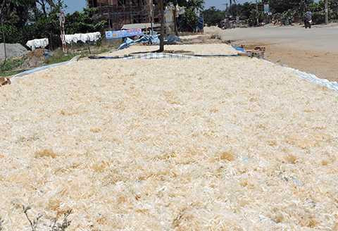 Ngư dân, Lý Sơn, 'phất lên', vươn khơi, khai thác, rau câu, chân vịt, Hoàng Sa