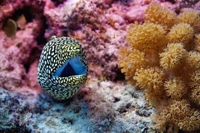 Lươn biển Moray tại Ấn Độ Dương