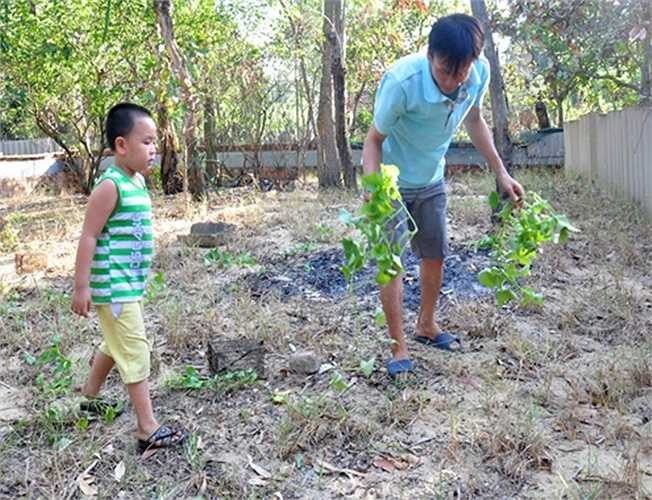 Từ năm 2010, một số hộ dân ở xã Bình Thạnh, huyện Bình Sơn bắt ngoài môi trường hoang dã đưa về nuôi thử nghiệm trong vườn nhà. Sau hai năm, kỳ nhông cát ở các trang trại sinh sản, tăng đàn nhanh chóng mang lại thu nhập cao cho nhiều hộ gia đình nơi đây. Thức ăn của loài này chủ yếu là các loại rau, giá đỗ, mầm cây, cỏ và côn trùng như: bướm, sâu non, giun đất...