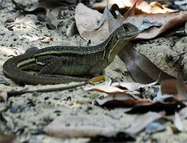 Anh Nguyễn Kiều Chương (ngụ thôn Trung An, xã Bình Thạnh) cho biết, trước nhu cầu thực khách tăng đột biến, từ món ăn dân dã, kỳ nhông cát bỗng chốc trở thành đặc sản nên nhiều hộ dân nơi đây lặn lội vào các tỉnh Ninh Thuận, Bình Thuận mua con giống . 