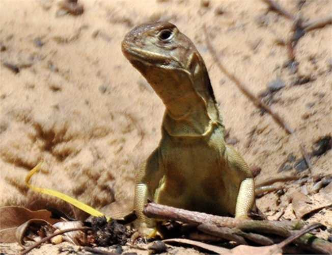 Ông Lê Tấn Thu, chủ trại nuôi kỳ nhông cát ở xã Bình Thạnh cho biết thêm, loài này thường lui tới các gốc, bụi cây để đào hang sâu đến một mét. Có hang chúng mở thêm ngách phụ để thoát hiểm. Kỹ thuật xây chuồng trại rất đơn giản, nhiều người còn ví chuồng nuôi như là một động cát tự nhiên thu nhỏ.