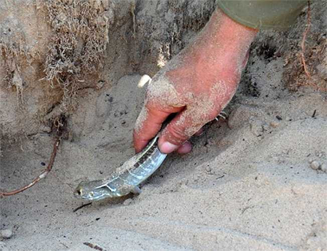 Theo các chủ trại, kỳ nhông cát đẻ trứng dưới hang khoảng hai tháng thì nở ra con chui lên mặt đất. Con giống mới nở tách ra chuồng riêng chăm sóc, nuôi 9 tháng thì có thể bán thịt.