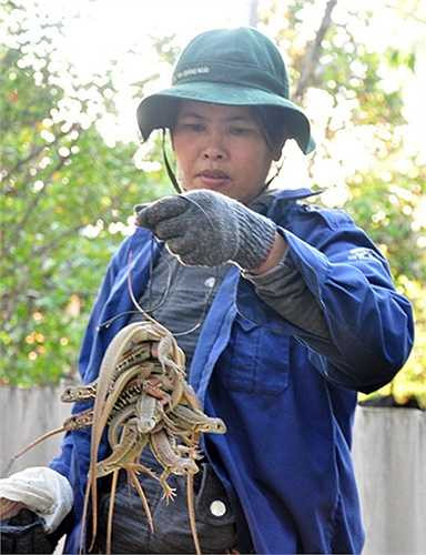 Do kỳ nhông cát phản xạ nhanh, cứ nghe tiếng động có bước chân người là lẩn trốn trong cát nên các chủ trại phải dùng bẫy để gần khu vực miệng hang mới có thể bắt bán cho thương lái.