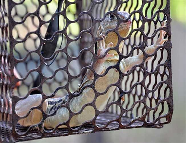 Theo giá thị trường hiện nay, các hộ dân nơi đây bán cho thương lái mỗi kg kỳ nhông cát tại chuồng trại với giá khoảng 400.000 đồng. Sau khi chế biến thành món ăn, các nhà hàng ven biển Quảng Ngãi bán khoảng 600.000 đồng một ký. 