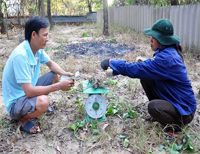 Ông Nguyễn Duy Khắc, Bí thư Đảng ủy xã Bình Thạnh, huyện Bình Sơn xác nhận, vài năm gần đây, hơn 10 hộ dân địa phương đã mạnh dạn đầu tư trang trại nuôi nhông trong vườn cát cung ứng cho các nhà hàng, quán ăn ven biển Quảng Ngãi, Quảng Nam thu nhập từ vài chục đến cả trăm triệu đồng mỗi năm.