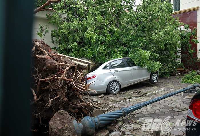 Chặt cây và cây đổ: Miệng lưỡi con người tàn ác như thiên tai
