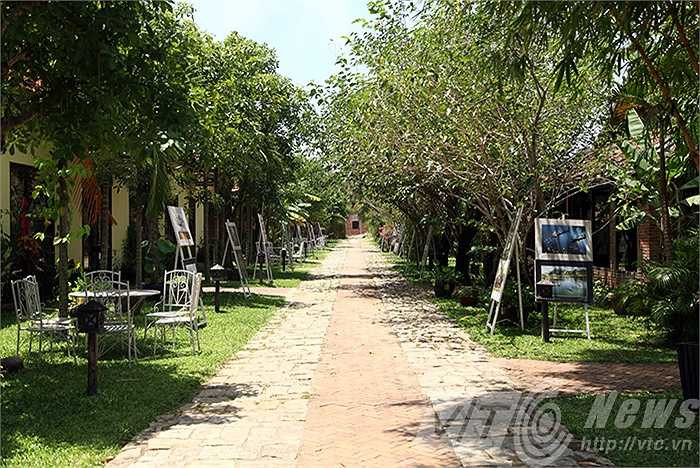 Nơi đây sở hữu những giống dâu tằm cổ thụ 