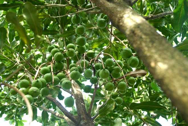 Trồng mắc ca: 'Việt Nam đừng mắc lại sai lầm như Trung Quốc'