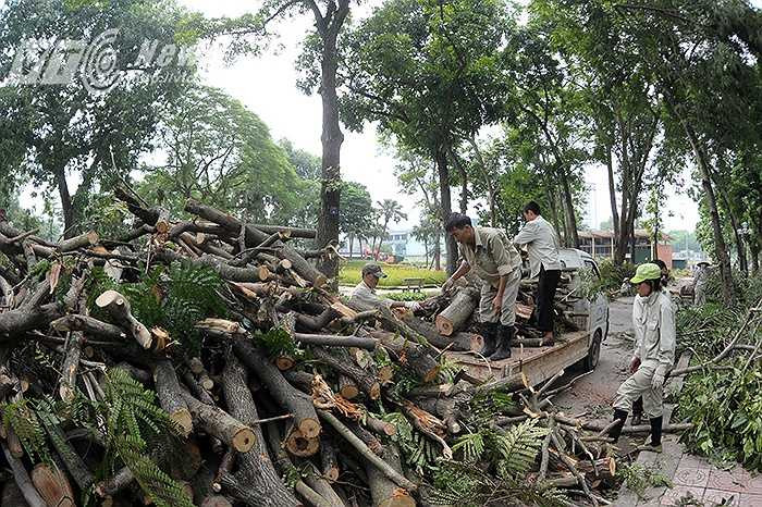 Những chiếc máy cưa do hoạt động quá công suất đã bị mắc kẹt lại trong thân cây và những người thợ xẻ đã phải dùng một máy cưa khác để giải cứu. Thực hiện: Việt Linh