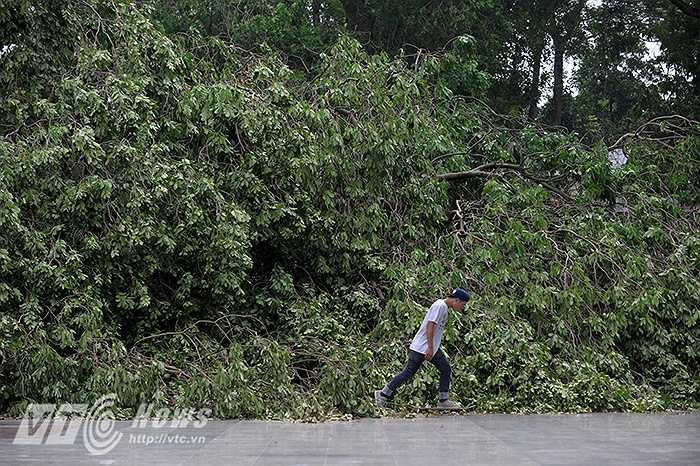 Những cành cây lớn bị đổ rạp, chắn hết một nửa khu vực quảng trường.