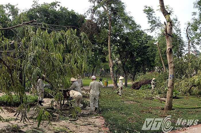 Toàn bộ cán bộ, công nhân viên của Công ty Công viên Thống Nhất đã được huy động để gấp rút dọn dẹp những hậu quả do cơn giông gây ra.