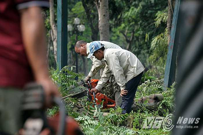 Những chiếc máy cưa do hoạt động quá công suất đã bị mắc kẹt lại trong thân cây và những người thợ xẻ đã phải dùng một máy cưa khác để giải cứu.
