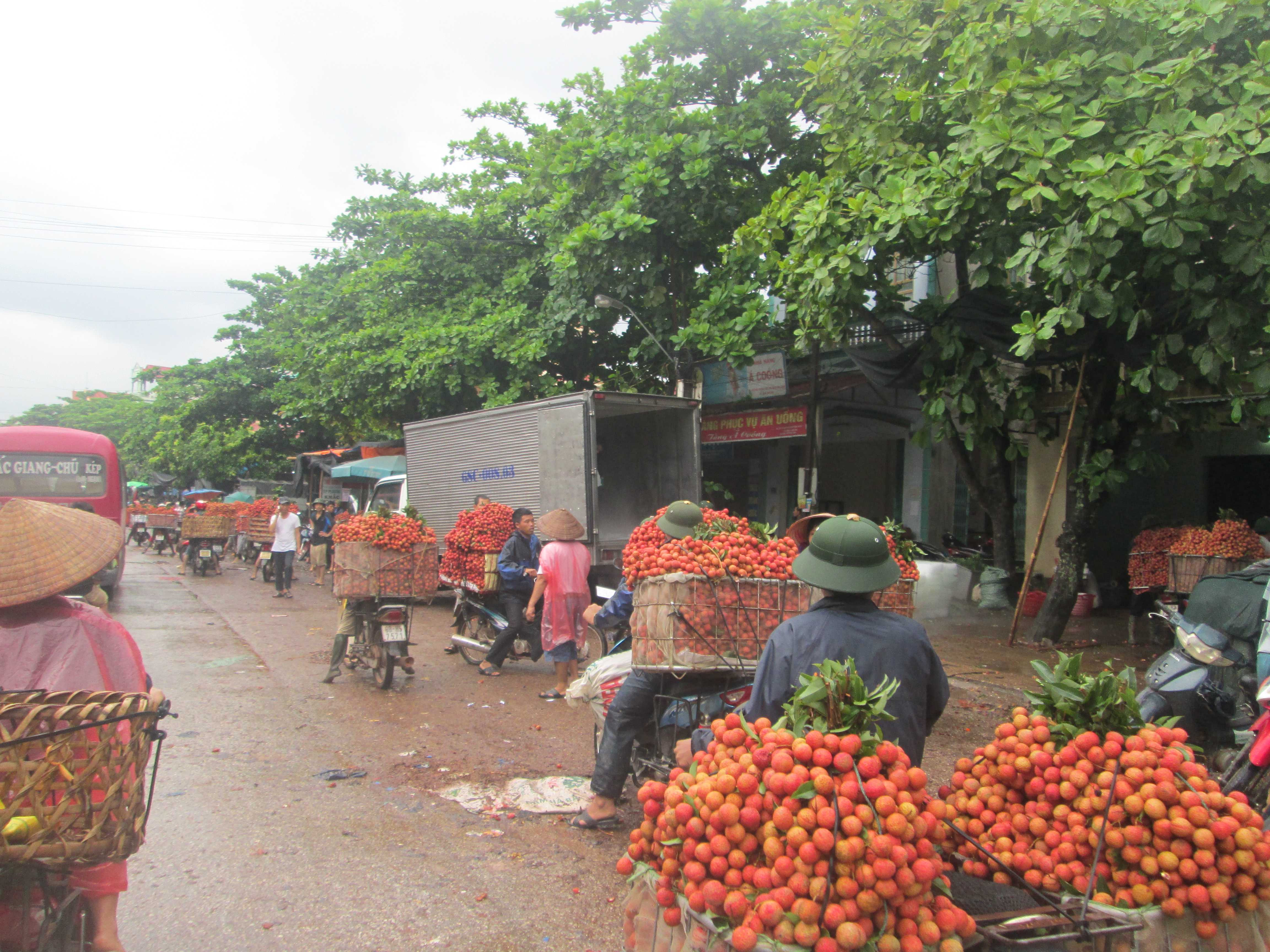 Xuất khẩu vải thiều – 'mở cửa' nhưng vẫn lúng túng