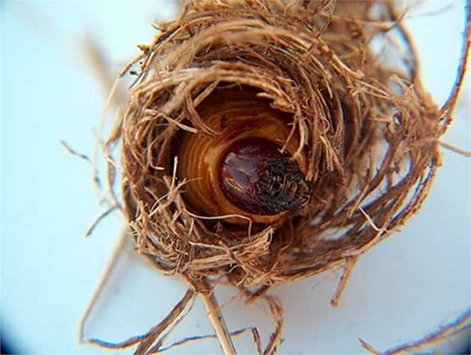 Là một trong những đặc sản miền Tây, đuông dừa là một loài ấu trùng của bọ cánh cứng như kiến dương. Người ta gọi đuông là món đặc sản 'kinh dị' vì con đuông có hình dạng như con sâu, mềm nhũn, thân nó có nhiều lông măng.