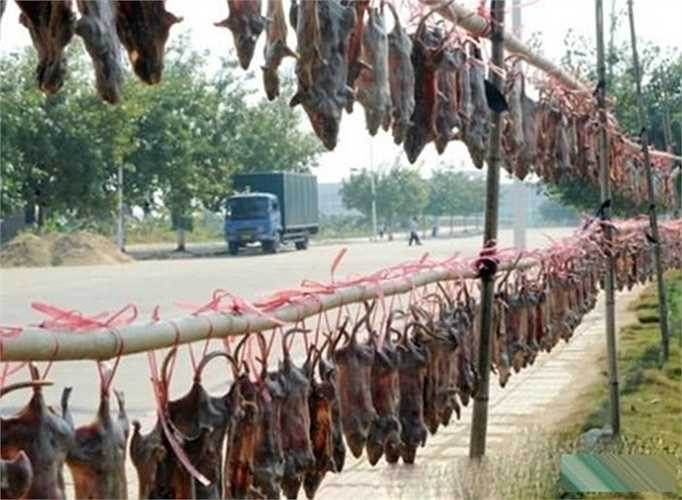 Một cảnh phơ khô chuột thành dãy dài khiến nhiều người rùng mình. 