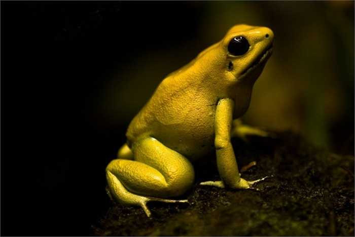 Ếch độc vàng. Những con ếch này càng sở hữu bộ da sặc sỡ bao nhiêu, chúng càng độc hại bấy nhiêu. Nọc độc tiết ra từ bộ da có thể giết 10 người hoặc 2 con voi đực. Rõ ràng với kích thước nhỏ bé, ít ai nghĩ loài ếch này có khả năng giết người ghê gớm đến vậy