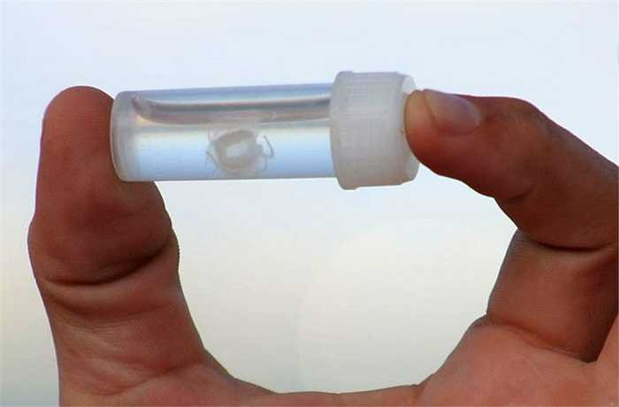 Sứa độc Irukandji. Điều đáng sợ của loài vật tý hon này là nọc độc của chúng nằm hoàn toàn trong các xúc tu và chúng thường tấn công con mồi rất nhanh. Nọc độc phát tán trong khoảng 30 phút và độc hơn cả nọc của rắn hổ mang chúa