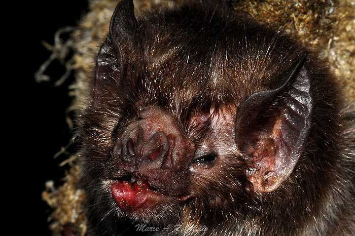 Cả ba loài này đều là loài bản địa của Châu Mỹ, sinh sống trong khu vực kéo dài từ Mexico xuống Brasil, Chile và Argentina.