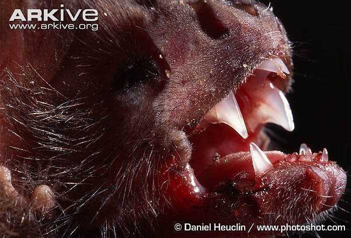 Sau khi tìm được vị trí thích hợp, chúng dùng răng cửa trên cắn rách da vật chủ, tạo thành một vết thương dài 7mm và sâu 8mm, sau đó liếm máu rỉ ra từ đó. 