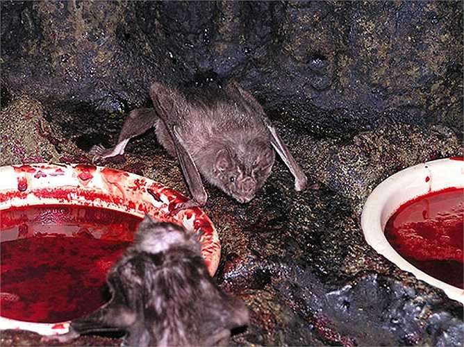 Một con dơi quỷ cái nặng chừng 40 gam nhưng nó có thể tiêu thụ tới 20 gam máu trong một lần hút kéo dài 20 phút.