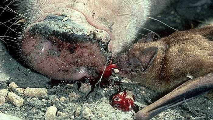 Khi máu của vật chủ chảy vào dạ dày dơi, phần huyết tương nhanh chóng được hấp thụ, sau đó phần nước thải được chuyển tới thận, rồi bàng quang để được bài tiết ra ngoài.