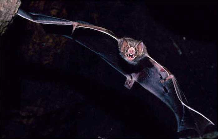 Để bay được với khối lượng như thế, chúng thu mình lấy đà rồi quăng người vào trong không trung để tận dụng lực nâng của không khí.